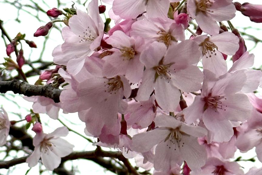 cherry blossom on George Street
