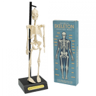 Rex London Anatomical Skeleton Educational Model