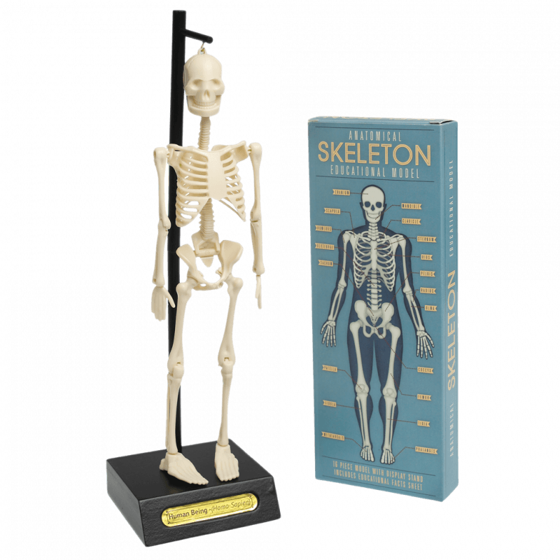 Rex London Anatomical Skeleton Educational Model