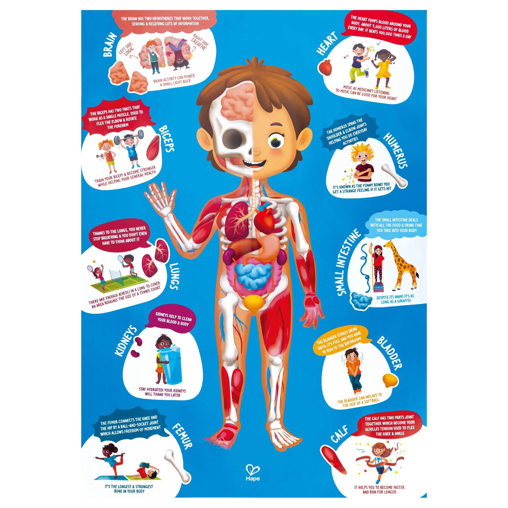 Hape 60 Piece Human Body Puzzle