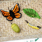 Tara Treasures Felt Lifecycle of a Monarch Butterfly Set